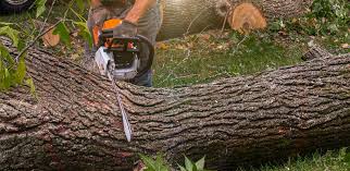 How Our Tree Care Process Works  in North Hartsville, SC